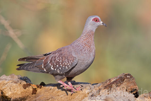 R15495 Guineataube, Speckled pigeon - Christoph Robiller