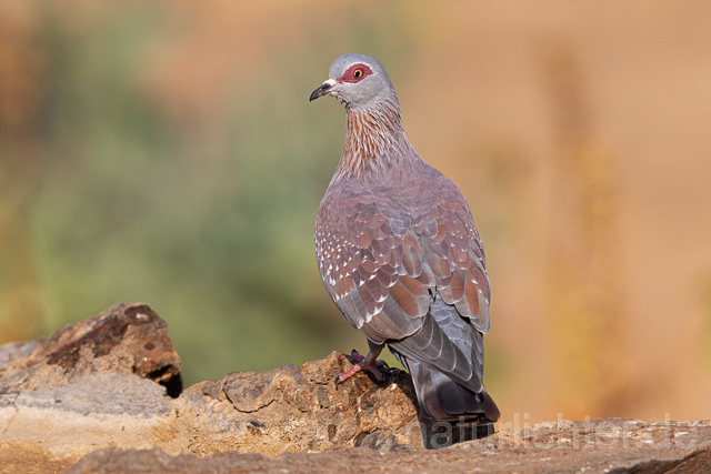 R15497 Guineataube, Speckled pigeon - Christoph Robiller