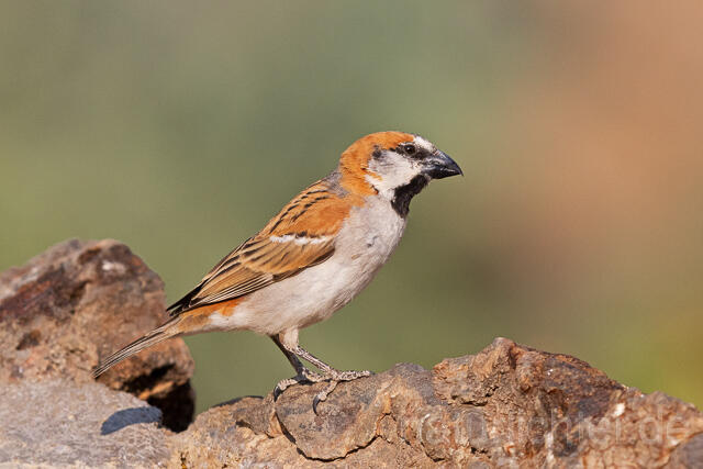 R15498 Rostsperling, Great sparrow - Christoph Robiller