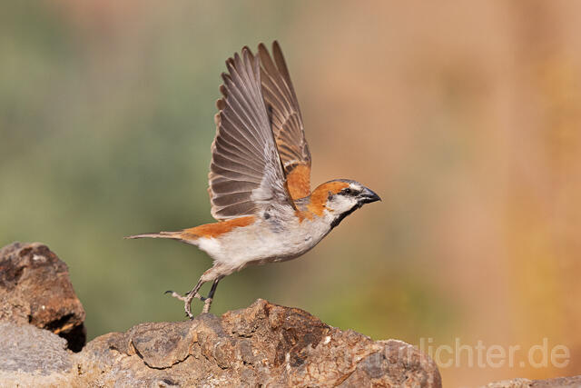 R15499 Rostsperling, Great sparrow - Christoph Robiller