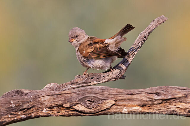 R15500 Damarasperling, Southern grey-headed sparrow - Christoph Robiller