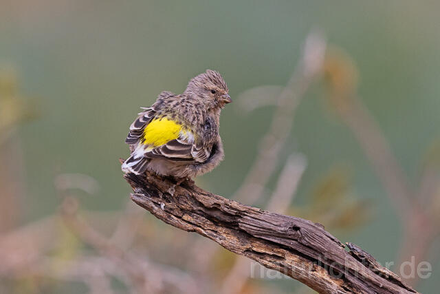 R15516 Angolagirlitz, Black-throated canary - Christoph Robiller