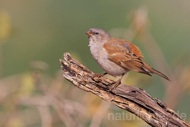 R15548 Damarasperling, Southern grey-headed sparrow - Christoph Robiller