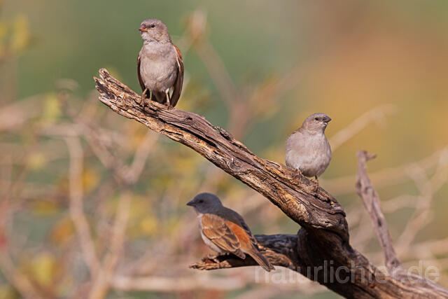 R15549 Damarasperling, Southern grey-headed sparrow - Christoph Robiller