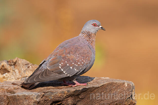 R15551 Guineataube, Speckled pigeon - Christoph Robiller