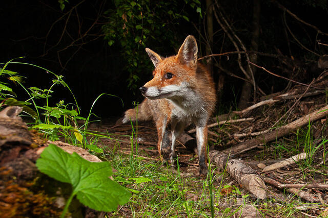 R15616 Rotfuchs, Red Fox - Christoph Robiller