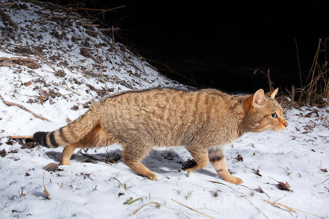 R15622 Wildkatze im Schnee,Thüringen, Wildcat, Thuringia - Christoph Robiller