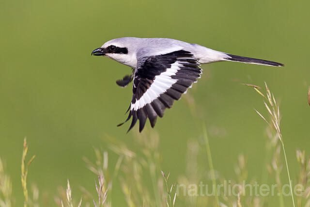 R15706 Raubwürger im Flug, Great grey shrike flying