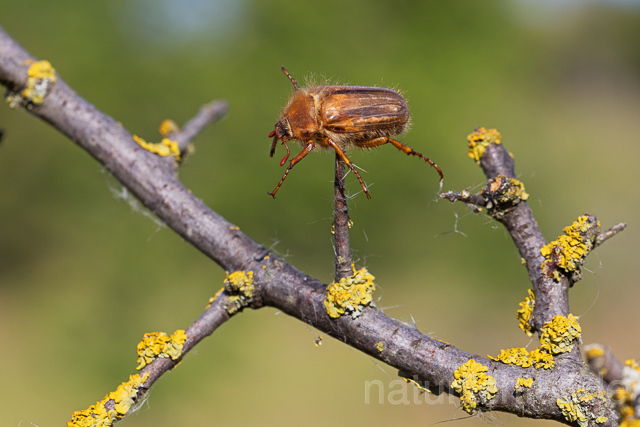 R15659 Junikäfer durch Raubwürger gespickt, Gerippter Brachkäfer, European june beetle