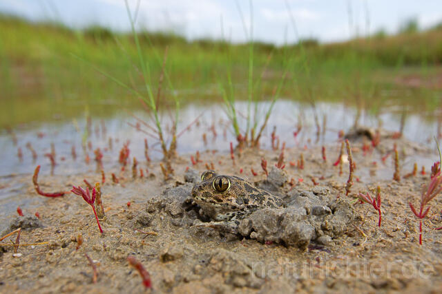 R15734 Syrische Schaufelkröte gräbt sich ein, Eastern Spadefoot, Donaudelta, Danube Delta - Christoph Robiller