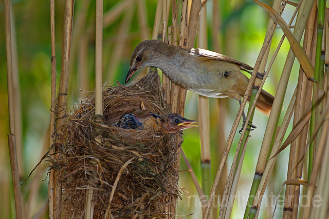 R15891 Drosselrohrsänger am Nest, Great reed warbler at nest - Christoph Robiller