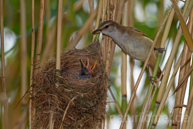 R15892 Drosselrohrsänger am Nest, Great reed warbler at nest - Christoph Robiller