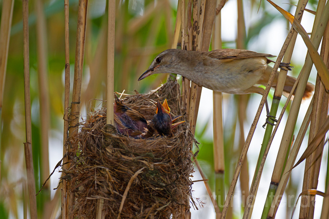 R15893 Drosselrohrsänger am Nest, Great reed warbler at nest - Christoph Robiller