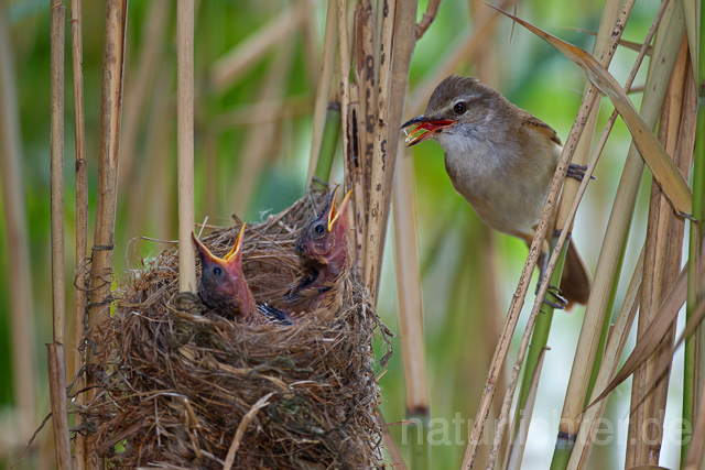R15894 Drosselrohrsänger am Nest, Great reed warbler at nest - Christoph Robiller