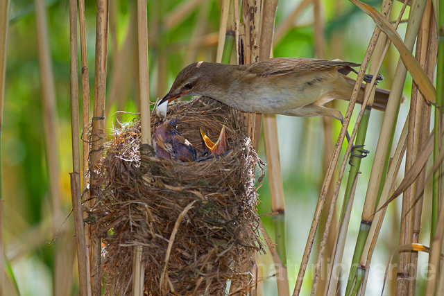 R15897 Drosselrohrsänger am Nest, Great reed warbler at nest - Christoph Robiller