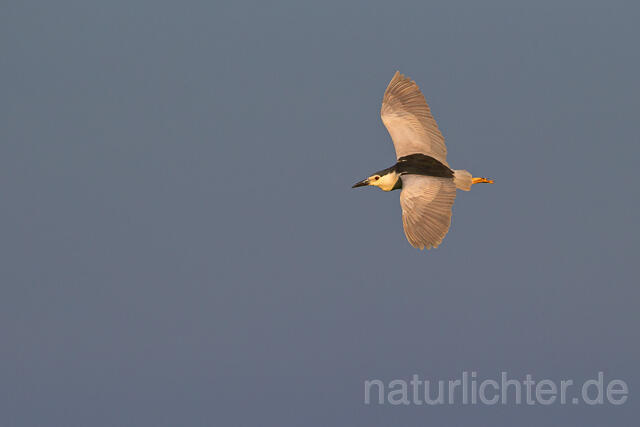R15913 Nachtreiher im Flug, Black-crowned night heron flying - Christoph Robiller