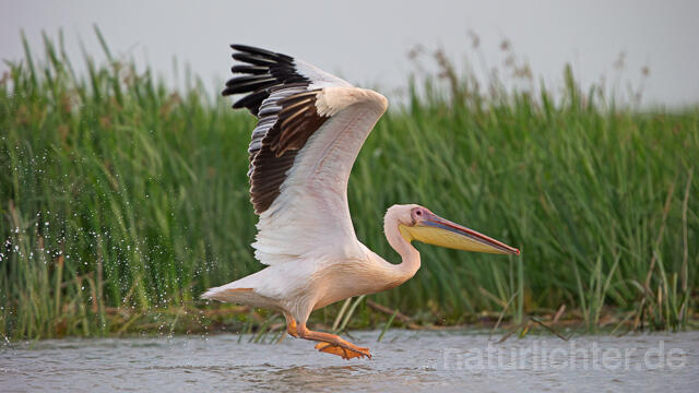 R15915 Rosapelikan im Flug, Great white pelican flying - Christoph Robiller