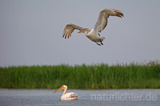 R15927 Rosapelikan und Krauskopfpelikan im Flug, Great white pelican and Dalmatian pelican flying - Christoph Robiller
