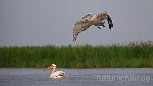 R15928 Rosapelikan und Krauskopfpelikan im Flug, Great white pelican and Dalmatian pelican flying - Christoph Robiller