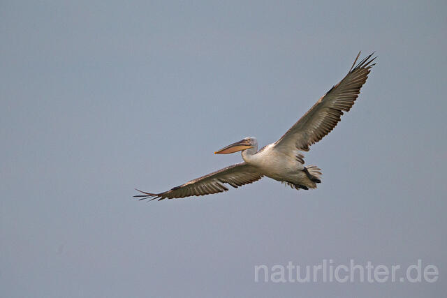R15930 Krauskopfpelikan im Flug, Dalmatian pelican flying - Christoph Robiller