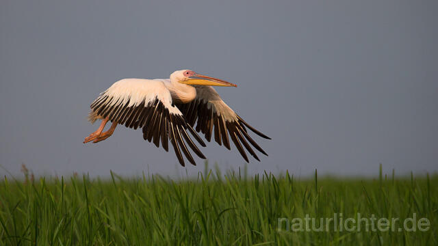 R15931 Rosapelikan im Flug, Great white pelican flying - Christoph Robiller