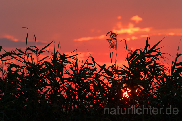 R15923 Sonnenuntergang, Donaudelta, Sunset, Danube delta - Christoph Robiller