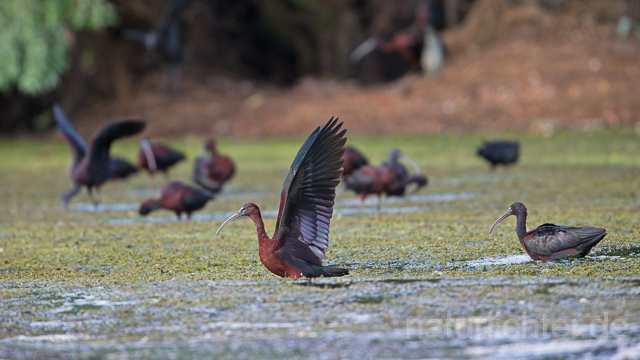 R16000 Brauner Sichler, Donaudelta, Glossy ibis Delta danube - Christoph Robiller