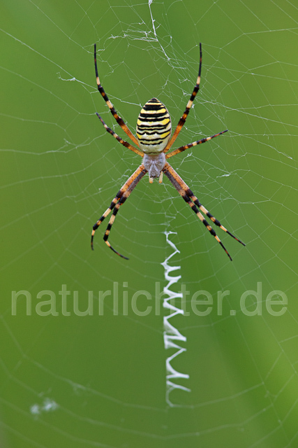 R15944 Wespenspinne, Zebraspinne, wasp spider - Christoph Robiller
