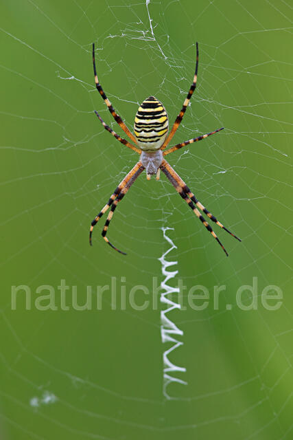 R15944 Wespenspinne, Zebraspinne, wasp spider - Christoph Robiller