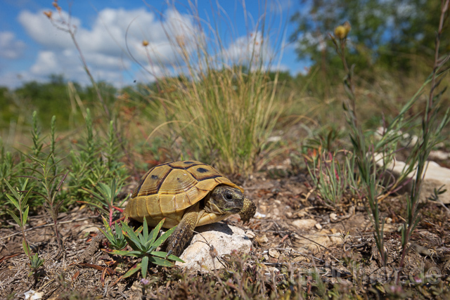 R16026 Maurische Landschildkröte, Jungtier, Greek tortoise juvenile - Christoph Robiller