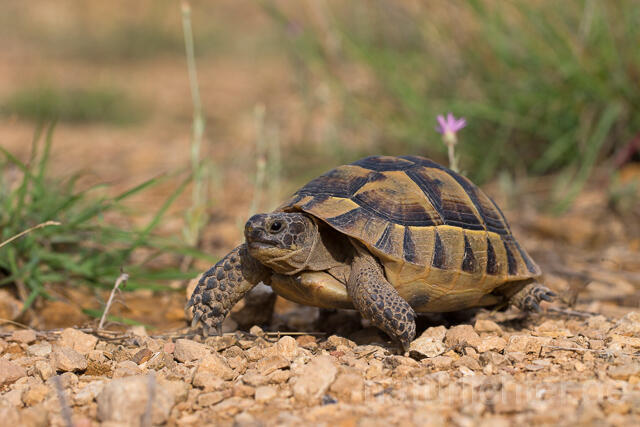 R16053 Maurische Landschildkröte, Dobrudscha, Rumänien, Greek tortoise - Christoph Robiller