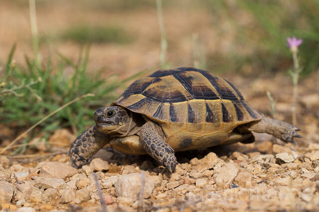 R16054 Maurische Landschildkröte, Dobrudscha, Rumänien, Greek tortoise - Christoph Robiller