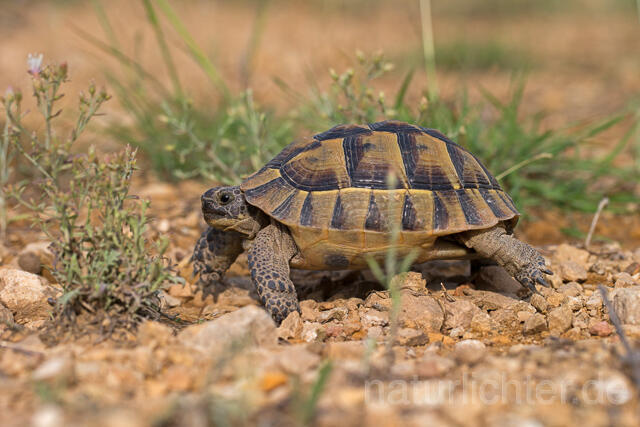 R16055 Maurische Landschildkröte, Dobrudscha, Rumänien, Greek tortoise - Christoph Robiller