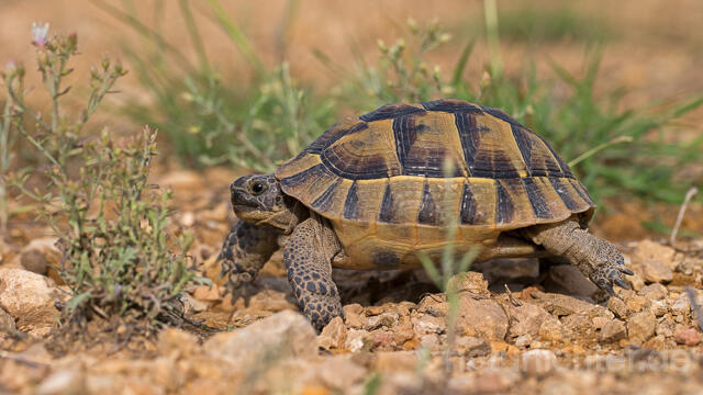 R16056 Maurische Landschildkröte, Dobrudscha, Rumänien, Greek tortoise - Christoph Robiller