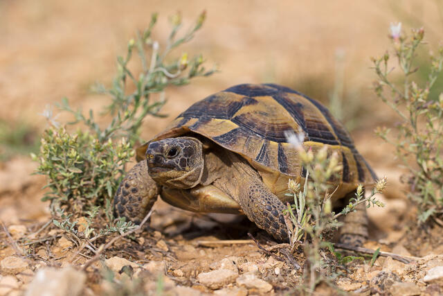 R16057 Maurische Landschildkröte, Dobrudscha, Rumänien, Greek tortoise - Christoph Robiller
