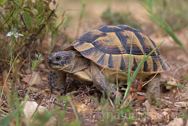R16058 Maurische Landschildkröte, Dobrudscha, Rumänien, Greek tortoise - Christoph Robiller