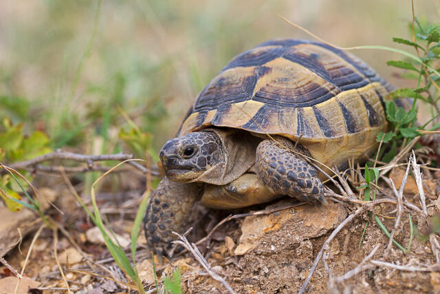 R16059 Maurische Landschildkröte, Dobrudscha, Rumänien, Greek tortoise - Christoph Robiller