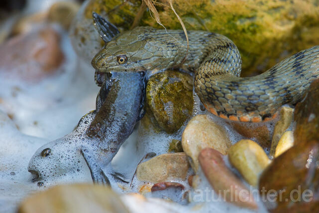 R16063 Würfelnatter mit erbeuteter Schwarzgrundel, Rumänien, Dice snake with captured black goby, Romania - Christoph Robiller