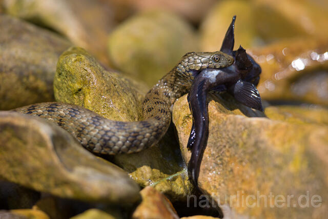 R16071 Würfelnatter mit erbeuteter Schwarzgrundel, Rumänien, Dice snake with captured black goby, Romania - Christoph Robiller