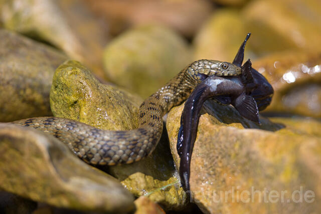 R16072 Würfelnatter mit erbeuteter Schwarzgrundel, Rumänien, Dice snake with captured black goby, Romania - Christoph Robiller