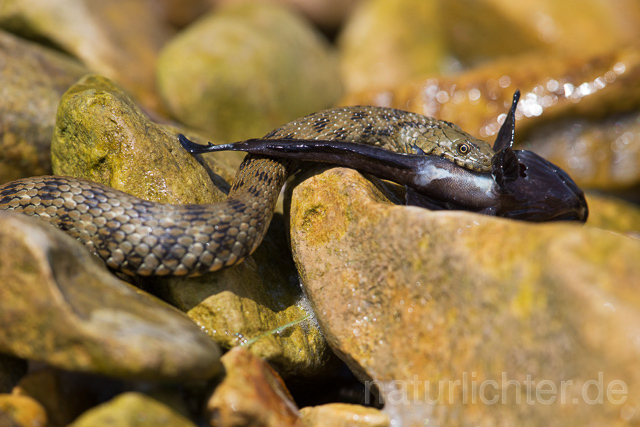 R16073 Würfelnatter mit erbeuteter Schwarzgrundel, Rumänien, Dice snake with captured black goby, Romania - Christoph Robiller