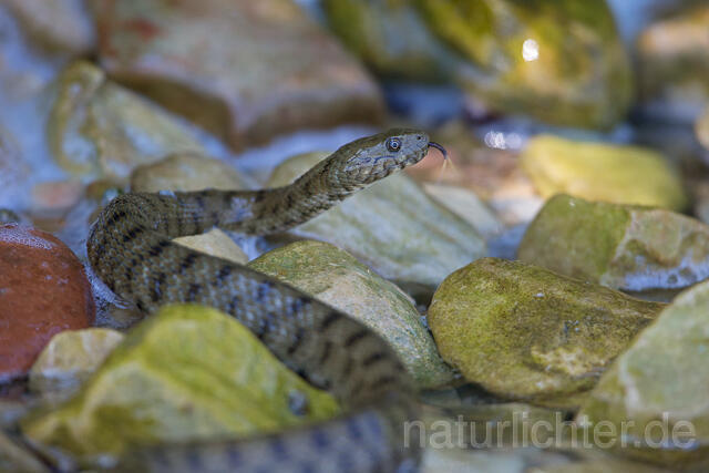 R16077 Würfelnatter, Rumänien, Dice snake, Romania - Christoph Robiller