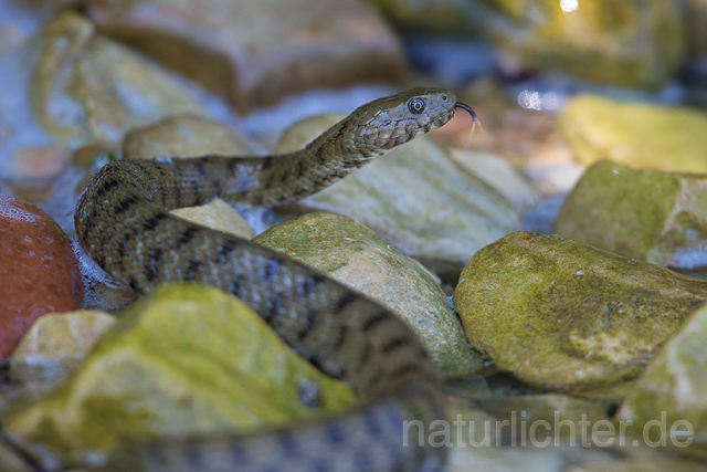 R16078 Würfelnatter, Rumänien, Dice snake, Romania - Christoph Robiller