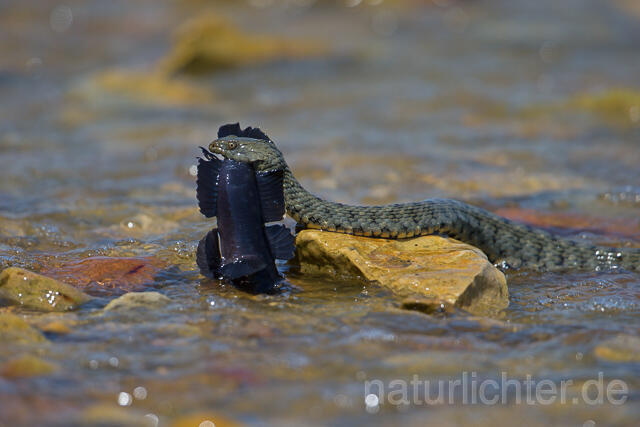 R16083 Würfelnatter mit erbeuteter Schwarzgrundel, Rumänien, Dice snake with captured black goby, Romania - Christoph Robiller