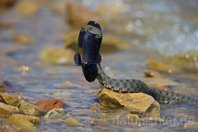 R16084 Würfelnatter mit erbeuteter Schwarzgrundel, Rumänien, Dice snake with captured black goby, Romania - Christoph Robiller