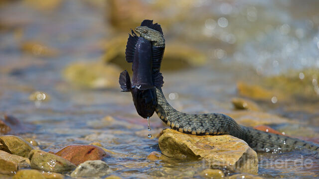 R16086 Würfelnatter mit erbeuteter Schwarzgrundel, Rumänien, Dice snake with captured black goby, Romania - Christoph Robiller