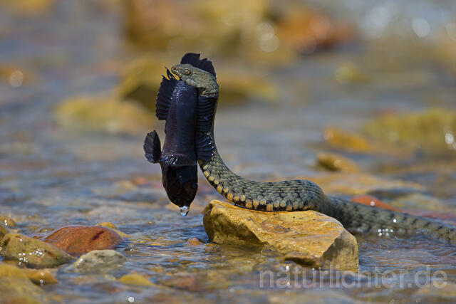 R16085 Würfelnatter mit erbeuteter Schwarzgrundel, Rumänien, Dice snake with captured black goby, Romania - Christoph Robiller