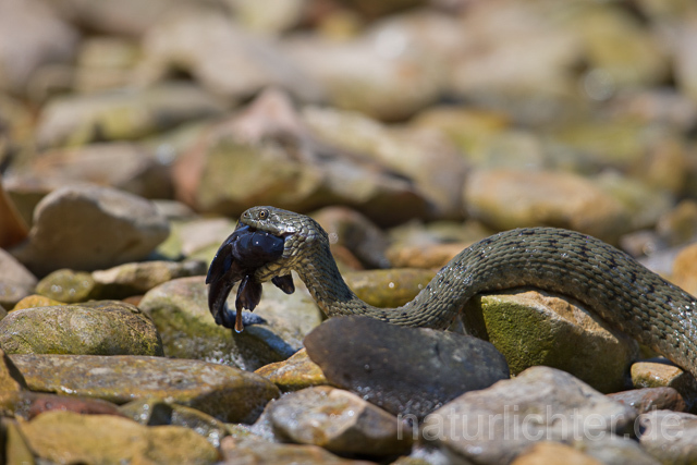 R16093 Würfelnatter mit erbeuteter Schwarzgrundel, Rumänien, Dice snake with captured black goby, Romania - Christoph Robiller