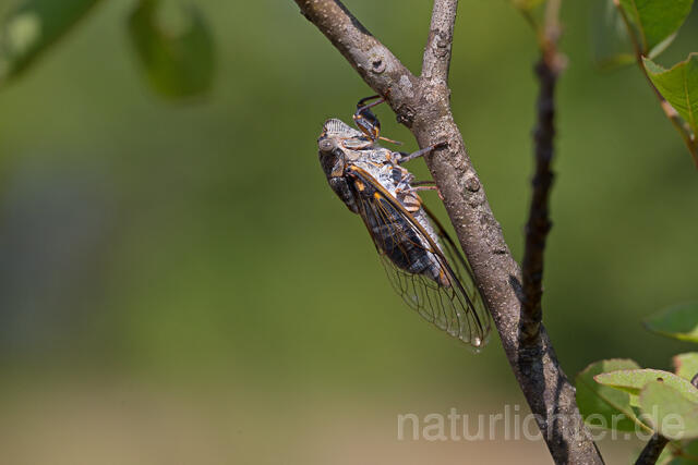 R16146 Mannasingzikade, Mannazikade, Rumänien, Cicada orni, Romania - Christoph Robiller