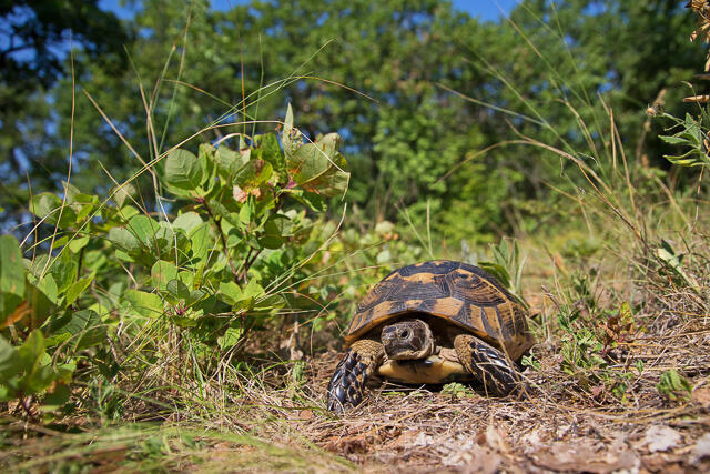 R16141 Maurische Landschildkröte, Dobrudscha, Rumänien, Greek tortoise - Christoph Robiller